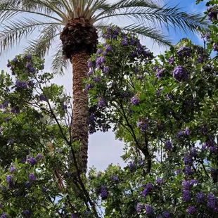 ows a palm tree with purple flowers