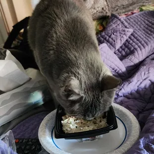 Smokey is eating it!