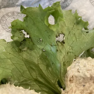Nasty lettuce
