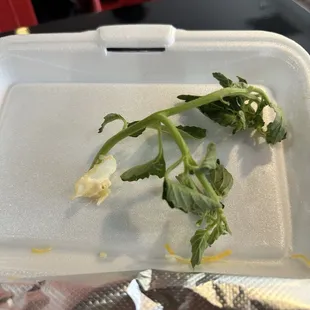 mystery item in my salad