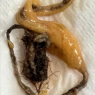 BEWARE!! Found what I'd hope to think is just a glob of hair INSIDE of the rolled tacos. Although I'm not completely sure what it is.