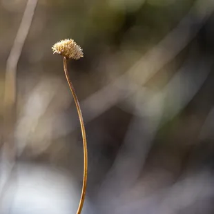 Chihuahuan Desert Botanical Gardens