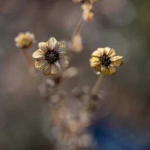 Chihuahuan Desert Botanical Gardens