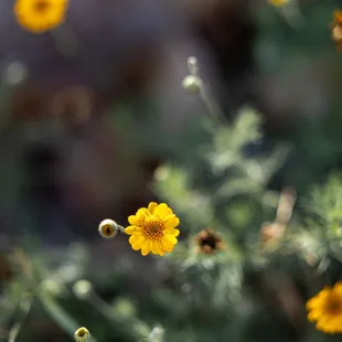 Chihuahuan Desert Botanical Gardens