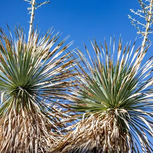 Chihuahuan Desert Botanical Gardens