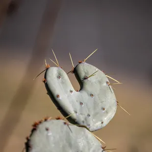 Chihuahuan Desert Botanical Gardens