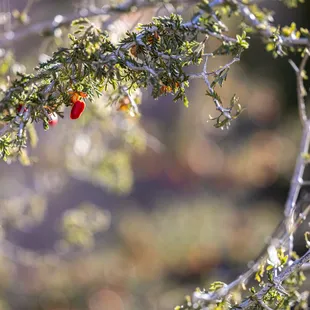 Chihuahuan Desert Botanical Gardens