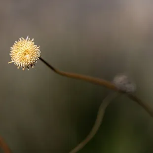 Chihuahuan Desert Botanical Gardens