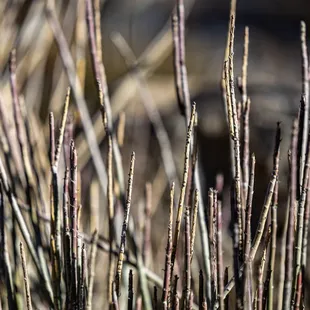 Chihuahuan Desert Botanical Gardens