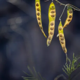 Chihuahuan Desert Botanical Gardens