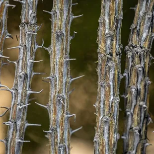 Chihuahuan Desert Botanical Gardens
