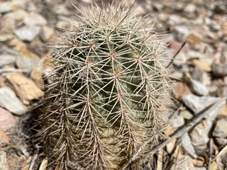 El Paso Desert Botanical Garden