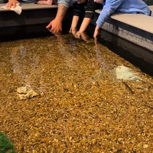 Doctor fish cleaning