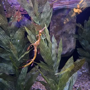 Seadragon