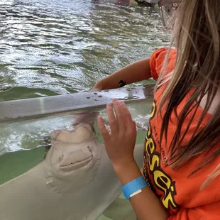 Free pet on the head