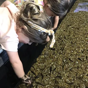 Kissing fish was a huge hit