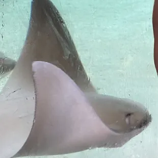 Happy baby stingray.
