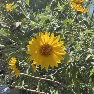 Sunflowers.