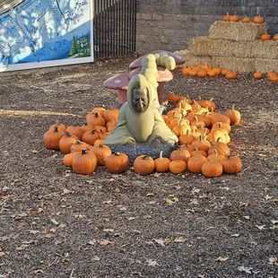 Pumpkin display