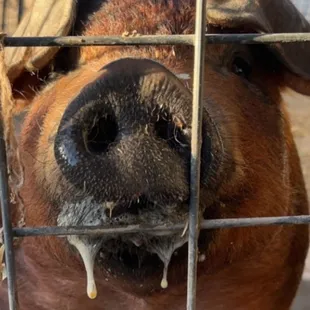 "El Pork Chapo"  2022 Reserve Grand  Champion TC Show Pig ...Love you Chapo!