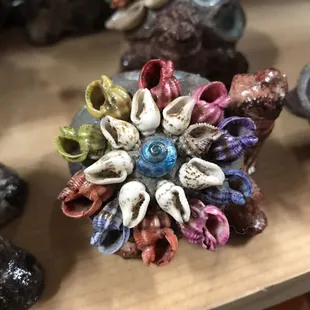 a variety of seashells on a shelf