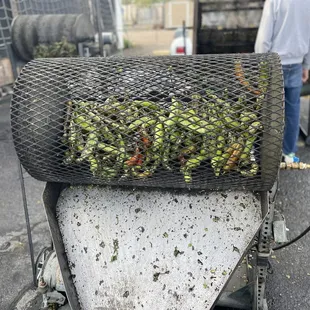 Roasting this Chiles