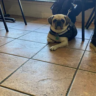 Say Hello to your Local Fan Favorite- Service Dog