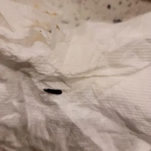 a black bug crawling on a piece of paper