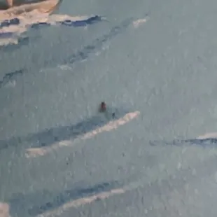 Roach on wall I had a video but can't upload