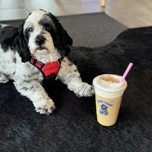 Cooper wishing he could drink my coffee