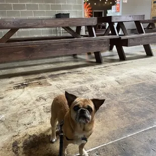 Dog friendly, lots of seating and drink options