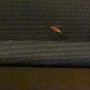Roach