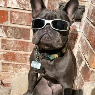 I would like to send a hello out to Dr. Barbara Miller. Next time we are in town you've gotta meet our Finnegan. From. Andrew