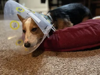 Marina Animal Clinic