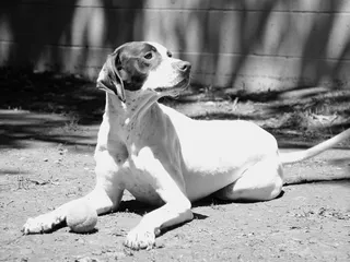 Edgewood Veterinary Hospital