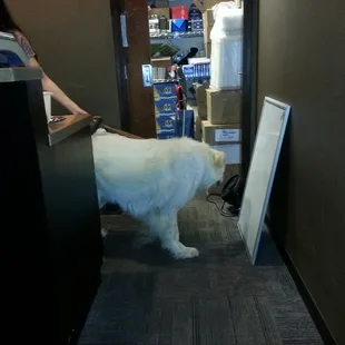 I wonder if this huge guy is a service dog?