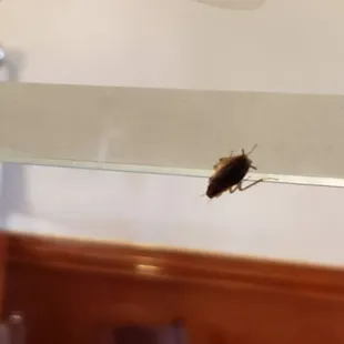 NASTY COCKROACH!!