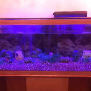 a fish tank with fish in it