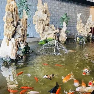 Fish fish