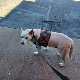 a dog wearing a harness on a leash