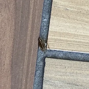 Cockroach