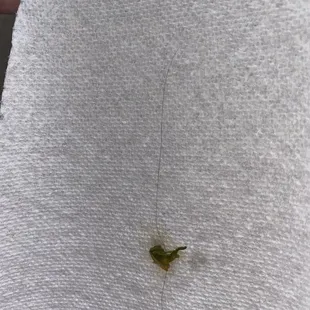 a tiny insect on a towel