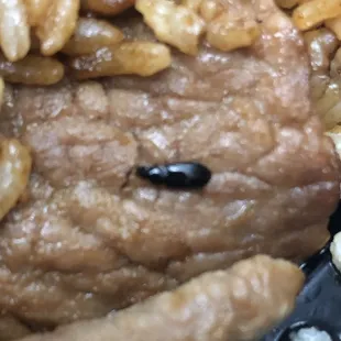 Black bug crawled out of the rice from China Cook