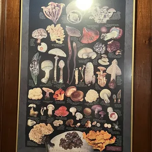 a poster of mushrooms
