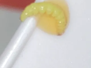 Dragon China