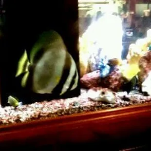 a fish tank filled with fish