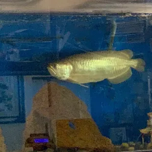 This Carp Symbolizes the Pride of a Family-Owned Business! Have you ever tried to maintain a fish tank?