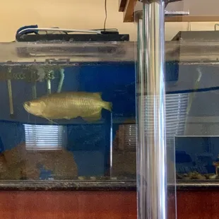 It Wouldn&apos;t be a Chinese Restaurant Without a Cool Fish Tank and a Big Ol&apos; Fish!