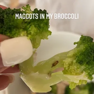 Maggots in steamed broccoli