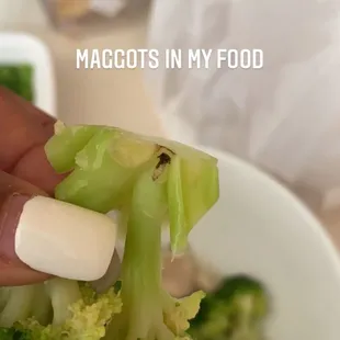 Maggots in steamed broccoli